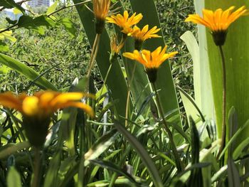 Close-up of yellow flowering plant