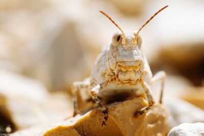 Close-up of grasshopper 