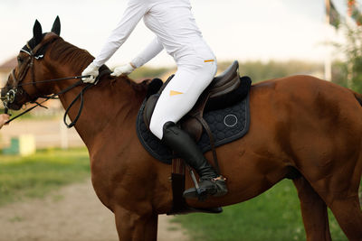 Horse standing on field