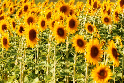 Full frame shot of sunflower field