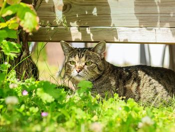 Portrait of cat