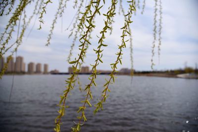 Close-up of plant against blurred background