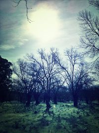 Bare trees on field