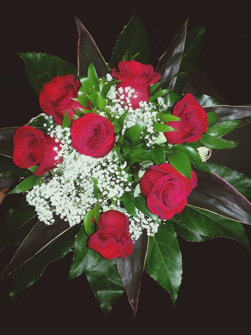 flower, petal, freshness, fragility, flower head, beauty in nature, growth, red, leaf, nature, blooming, rose - flower, close-up, plant, pink color, blossom, in bloom, high angle view, indoors, rose