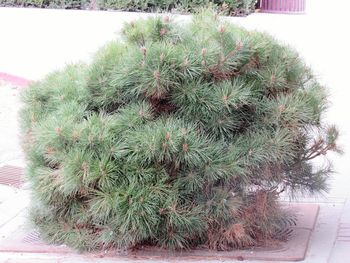 Close-up of plants