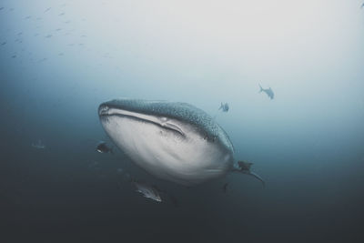 Fish swimming in sea