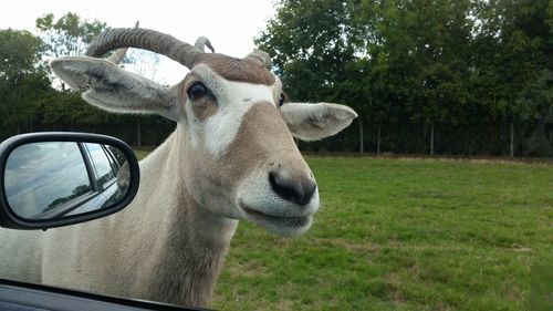 Antilope curieuse