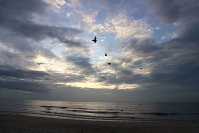 Silhouette birds flying over beach against sky during sunset