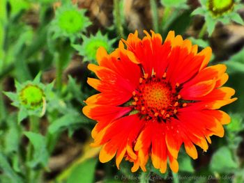 Close-up of red flower