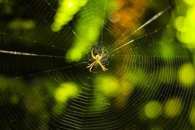 Close-up of spider on web