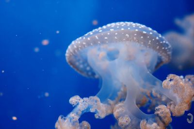 Close-up of jellyfish swimming in sea