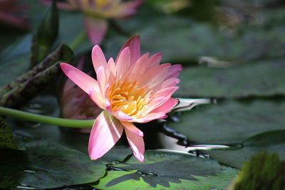Close-up of pink water lily in lake