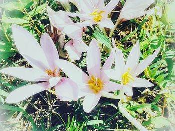 Close-up of white flower on field