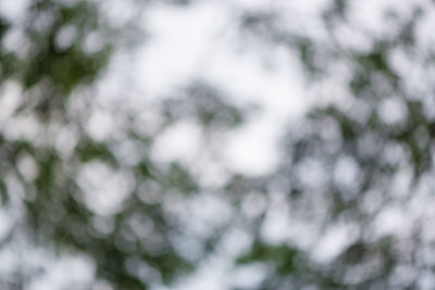 Defocused image of tree against sky