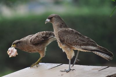 Close-up of black kites with food