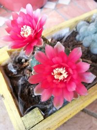 High angle view of pink flowering plant