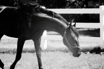 Horses grazing in field