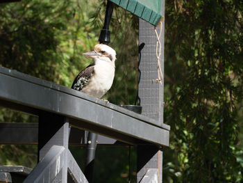 Birds perching on a bird feeder