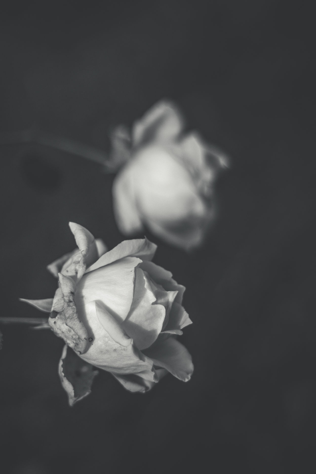 White rose, rose