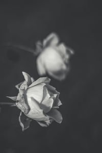 Close-up of flower against black background