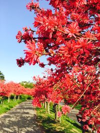 Autumn leaves on tree