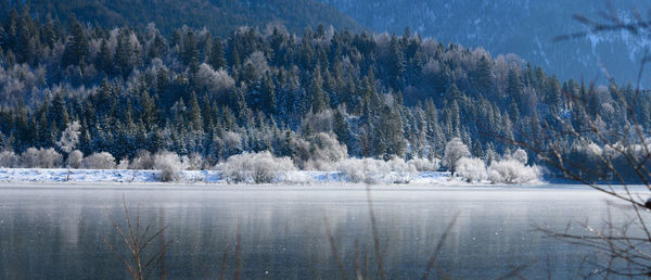 Scenic view of lake in forest during winter