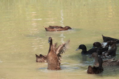 Swans swimming in a lake