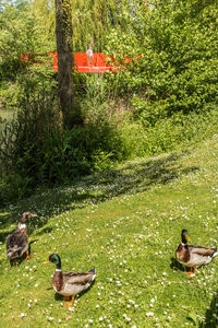 Ducks on field