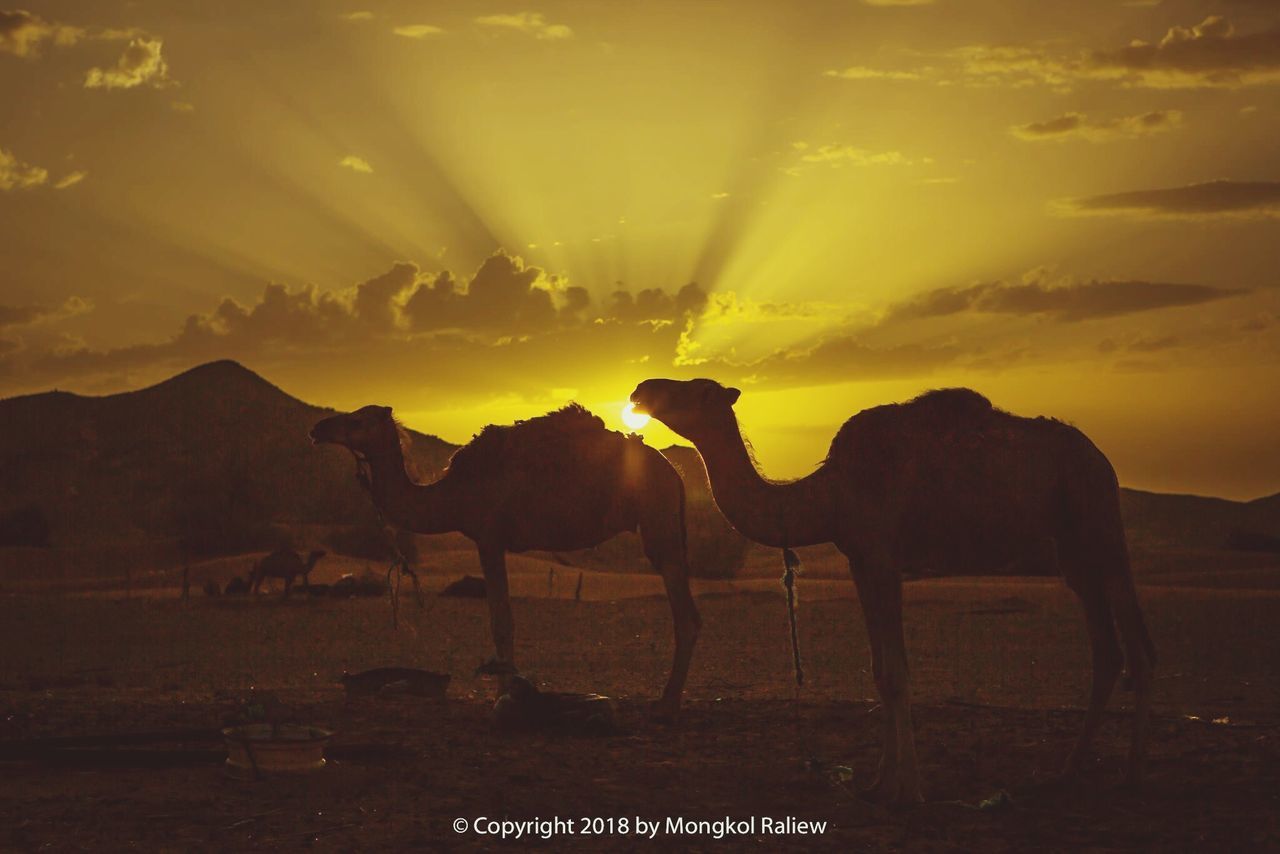 animal themes, mammal, sky, animal, domestic animals, group of animals, vertebrate, land, sunset, nature, animal wildlife, domestic, pets, field, livestock, beauty in nature, cloud - sky, animals in the wild, silhouette, sunlight, no people, outdoors, herbivorous