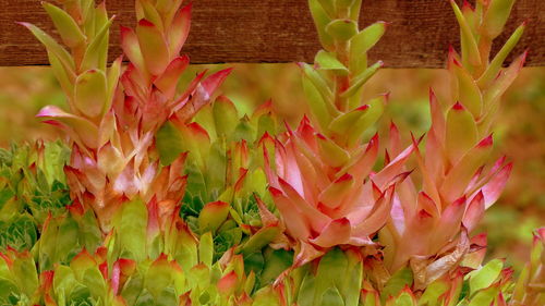 Close-up of flowering plant on field