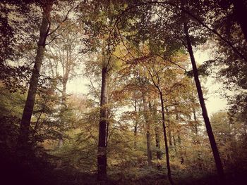 Low angle view of trees in forest