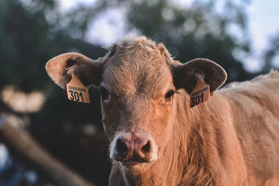 Portrait of cow