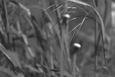 Close-up of crops on field