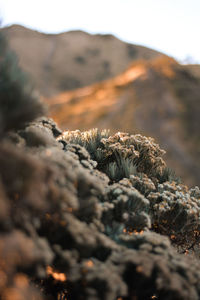 Flowers blooming against mountain