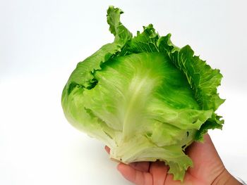Cropped image of hand holding leaf against white background