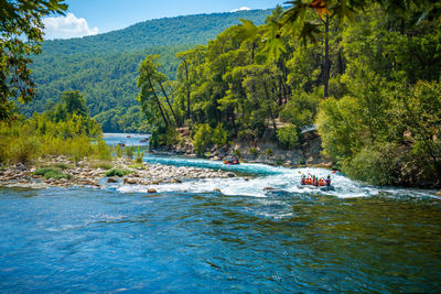 Scenic view of river in forest