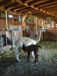 Horse in barn