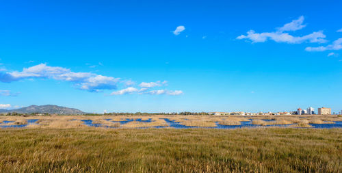 Scenic view of field against blue sky