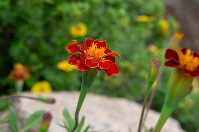 Close-up of orange marigold flower