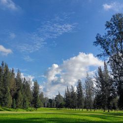 Scenic view of grassy field against sky