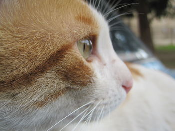 Close-up of cat