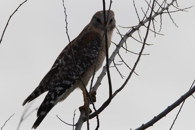 Low angle view of bird perching on branch against sky