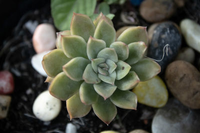 Close-up of succulent plant