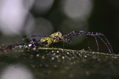 Close-up of spider on web