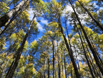 Low angle view of trees in forest