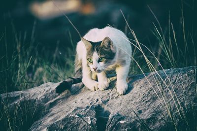 Close-up portrait of cat