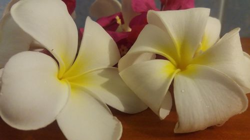 Close-up of frangipani flowers