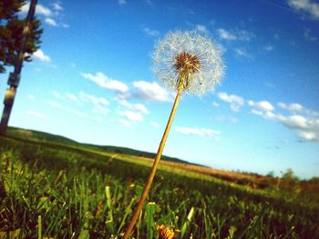 Low angle view of dandelion growing on field