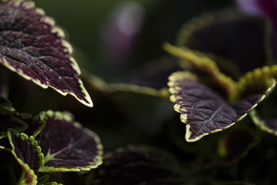 Close-up of purple flower