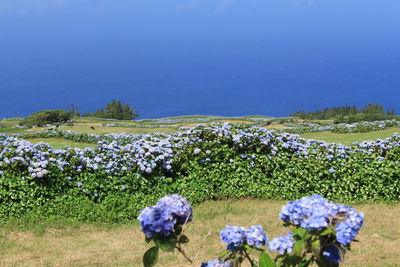 Fresh blue flowers blooming in sea